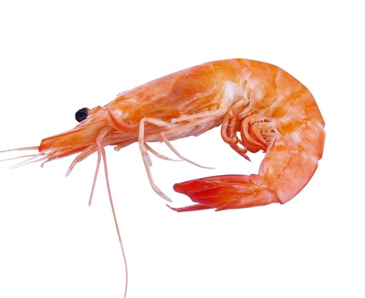 虾